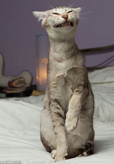 Ugly Cats Are Captured In A Hilarious Online Gallery Funny Animal