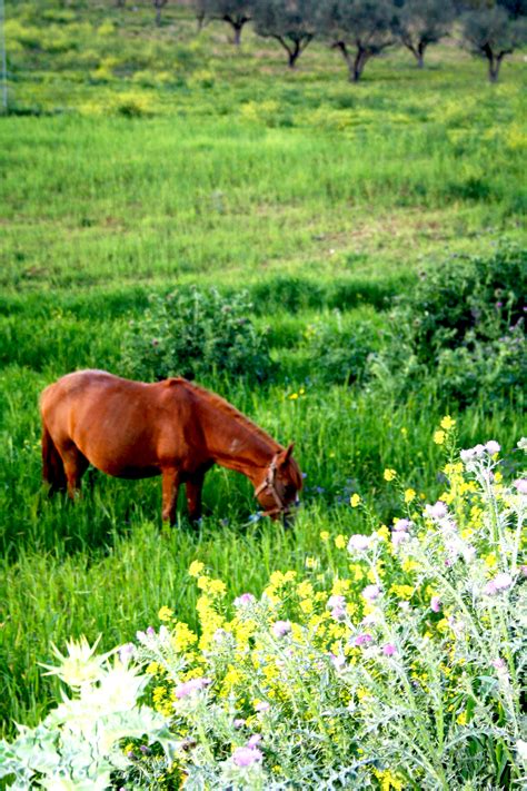 Banco De Imagens Cavalo Natureza Tunísia Pasto Pastoreio