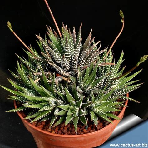Haworthia Attenuata Photo By Cactus Art This Is A Striking Plant With