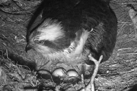 Dunkelds Osprey Lays Third Egg At Swt Loch Of The Lowes Reserve Daily Record