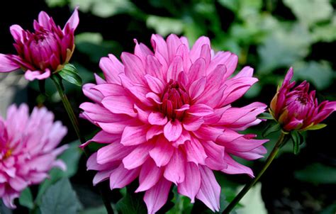 25 Gambar Bunga Dahlia Cantik Yang Wajib Disimak Informasi Seputar