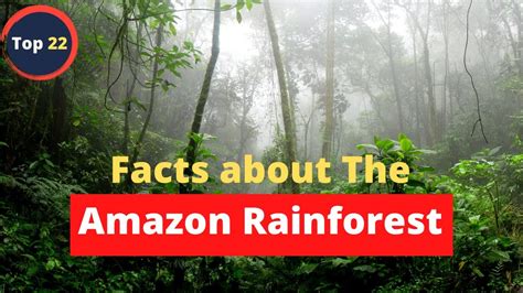 Amazon Rainforest Facts 22 Facts About The Amazon Rainforest Youtube