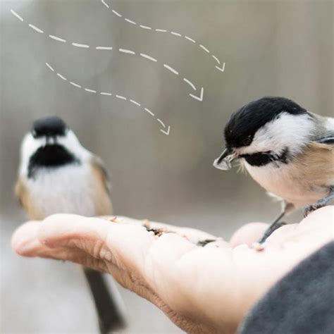 10 Tips For Hand Feeding Wild Birds Empress Of Dirt