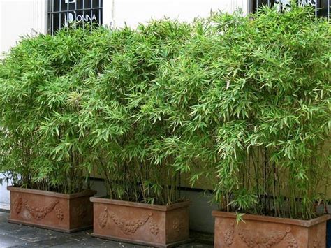 Bambus Im Kübel Kann Eine Terrasse Im Garten Oder Einen Balkon Mit