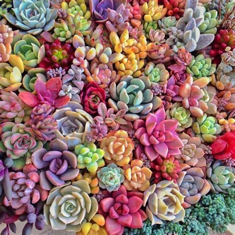 Succulent Garden Wallpapers Top Free Succulent Garden Backgrounds