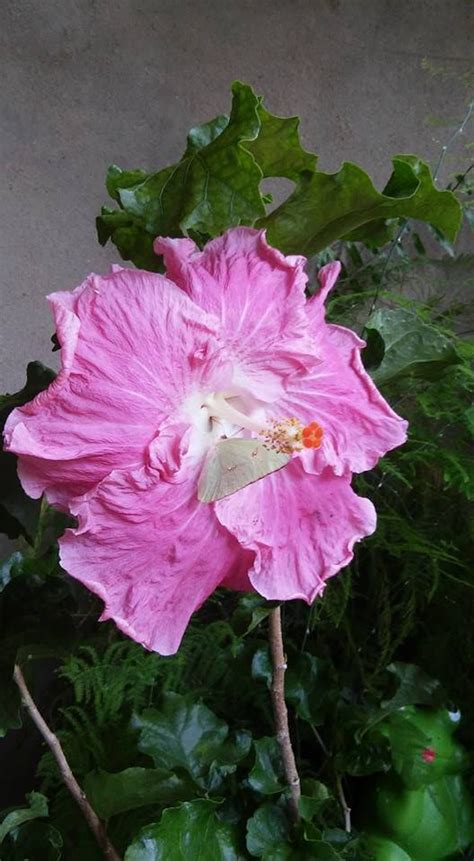 Pin By Ирина On гибискусы Hibiscus Beautiful Flowers Flower Decorations