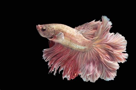 Pink Betta Fish A Spectacular Lively And Bright Breed
