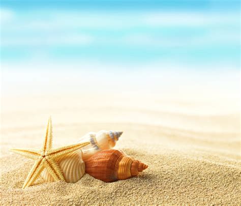 Download Beach Sand Starfish Nature Shell 4k Ultra Hd Wallpaper