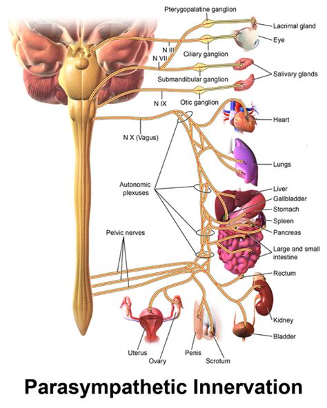 Vagus Nerve Physiopedia