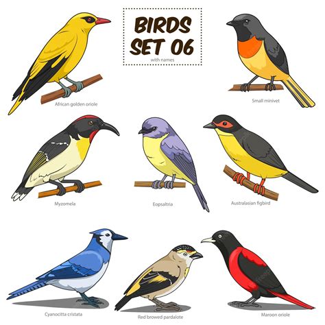 Ilustración De Vector Colorido De Dibujos Animados Conjunto De Aves