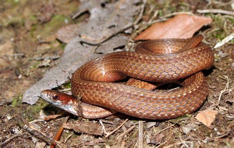 Storeria Occipitomaculata Northern Red Bellied Snake Flickr Photo