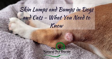Skin Lumps And Bumps In Dogs And Cats What You Need To Know The