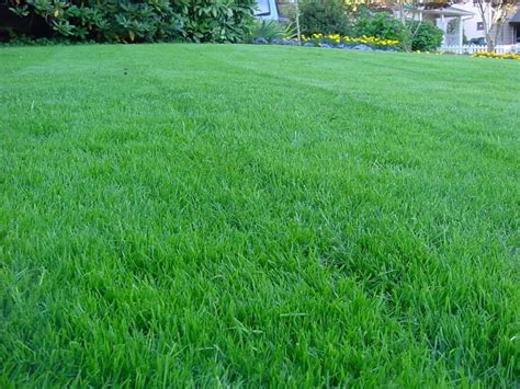Can You Mix Kentucky Bluegrass And Fescue