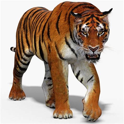 Tiger 3d Animation Camera 136 Tiger Animated 3d Models Available For