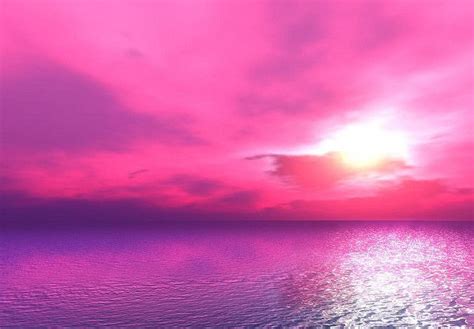 Pink Sunset Rozen