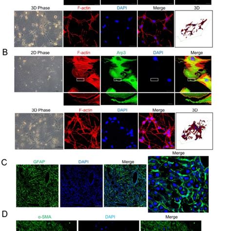 Cell Morphology Of Hepatic Stellate Cells Hscs A And B Human Lx 2