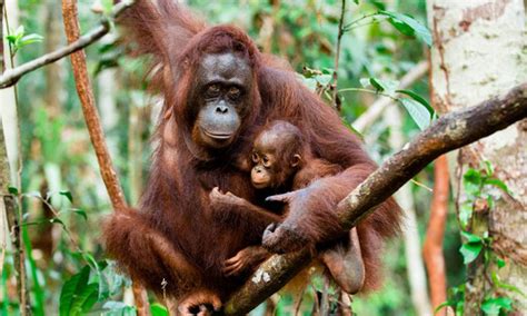 Orang (person, man) +‎ utan (forest), from malay orang utan. Pusat Sepilok jamin kelangsungan Orang Utan