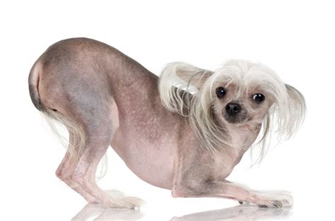 Chinese Crested Temperament Lifespan Shedding Puppy