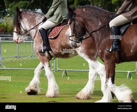 Riding Clydesdale Horses Stock Photo 31253843 Alamy