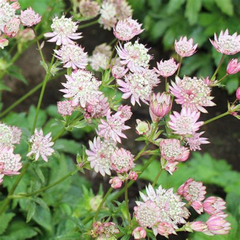 Astrantia Major Star Of Royals White Flower Farm