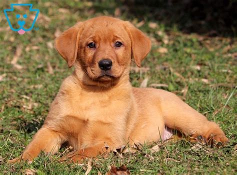 Maybe you would like to learn more about one of these? Carissa | Labrador Retriever - Fox Red Puppy For Sale ...