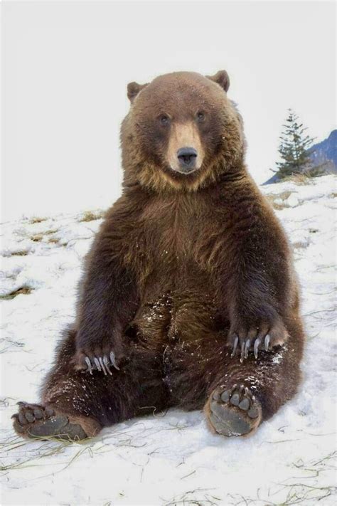 Sitting Pretty A Grizzly Bear Plopped Down On The Snow Animais