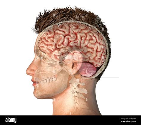Corpus Callosum Cross Section Hi Res Stock Photography And Images Alamy