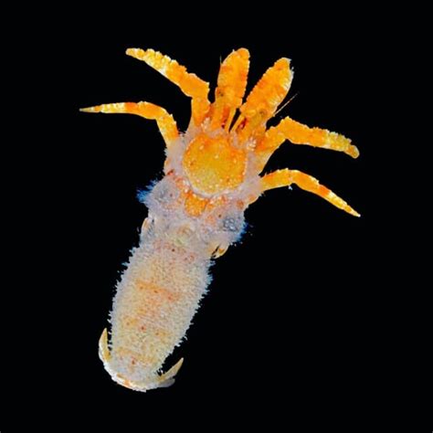 Meet The Heather Crab A Newly Discovered Hermit Crab Species