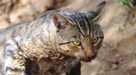 Feral Cat Ecology And Control Queensland Department Of Agriculture