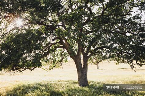 California Oak Tree With Spreading Branches And Green Leaves In Backlit