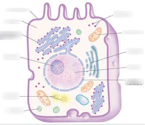 Cells And Tissues Diagram Quizlet