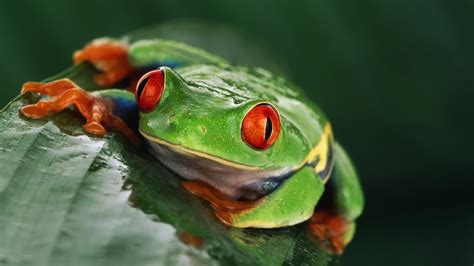 Download Animal Red Eyed Tree Frog Hd Wallpaper
