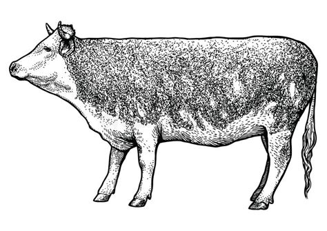 Farm Animal Set Illustration Drawing Engraving Line Art Realistic