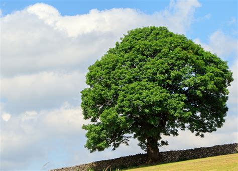 Tree In Summer Free Stock Photo Public Domain Pictures