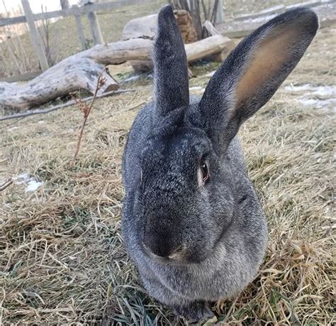 Flemish Giant Rabbit Malaysia Flemish Giant Rabbit Breed Information