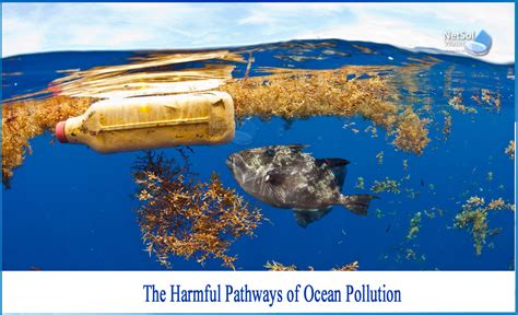 What Are The Harmful Effects Of Ocean Pollution Netsol Water