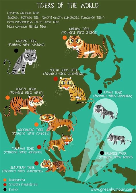 Tigers Of The World By Rohanchak Tiger Habitat Tiger Facts Save The