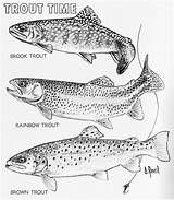 Trout Drawing Rainbow Coloring Getdrawings Template Sketch sketch template