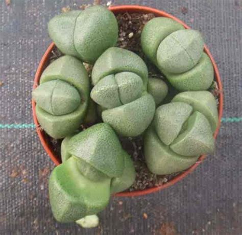 Pleiospilos Nelii Split Rock Succulent Growing And Care Tips