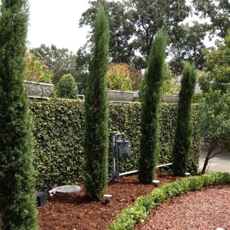 Italian Cypress For Sale Fast Growing Evergreens Plantingtree