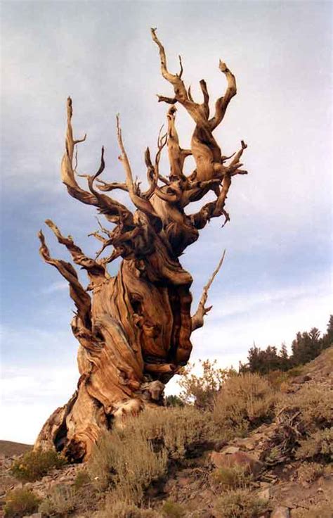 Great Basin Bristlecone Pine The Oldest Tree In World Ages 5062 Years