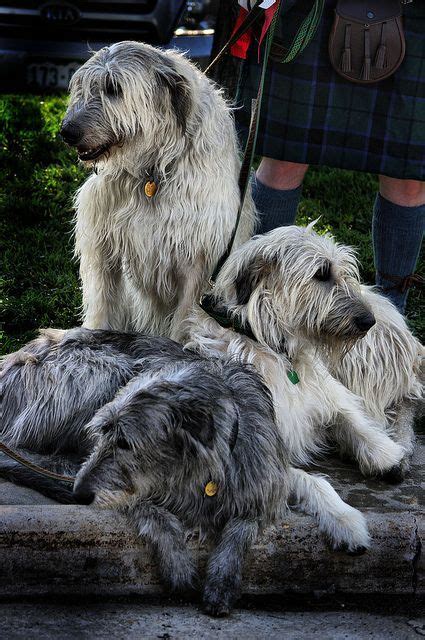 Irish Wolfhounds Evers Was My Favorite When My Children Were Small