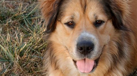 German Shepherd Golden Retriever Mix Breed Info Facts And Puppy Prices