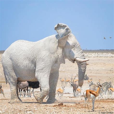 The White Or Ghost Elephants Of Etosha National Park Namibia Rare