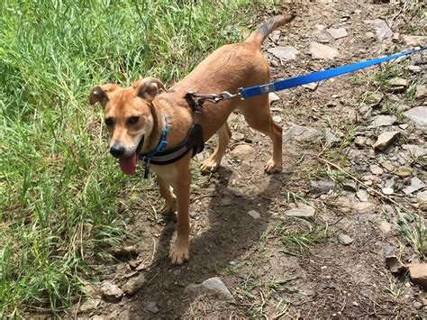 Adopting a New, Furry Friend! : Tranquil Trekker