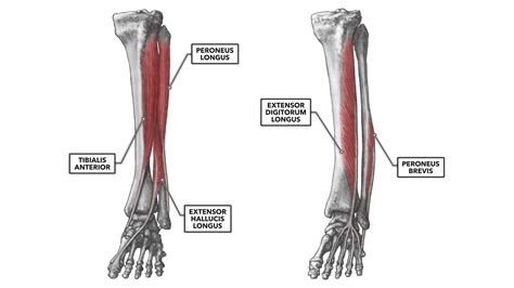 Don't forget to utilise these top anatomy study tips! CrossFit | Ankle Musculature, Part 2: Anterior and Lateral ...