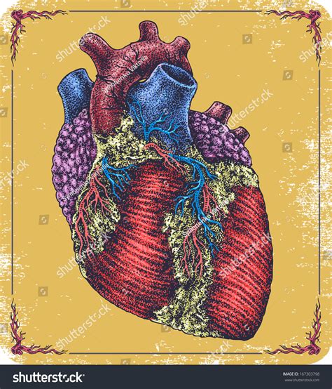 Hand Drawn Vector Human Heart 167303798 Shutterstock