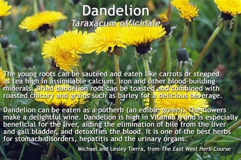 Dandelion Taraxacum Officinale Dandelion Taraxacum