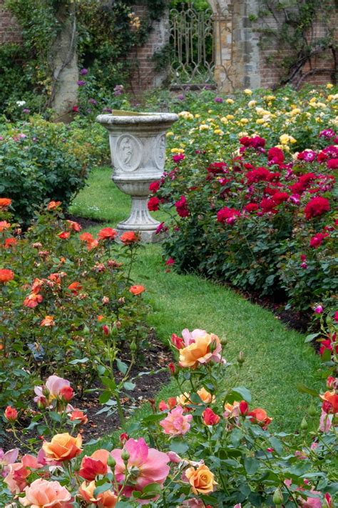 Growing roses - expert tips from Hever Castle rose garden - The Middle