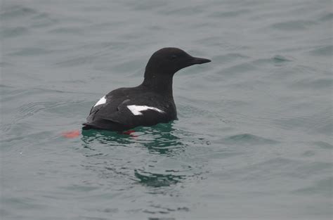 Black Guillemot in Holyhead Harbour, 19/02/17 - ZooChat